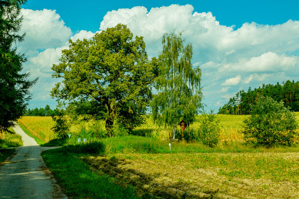 Thumbnail: _JA 40778 Linde, Birke, Kreuz.jpg